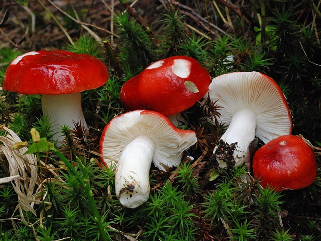 Мицелий Сыроежки жгучеедкой / Сыроежка жгучая  (Russula emetica)